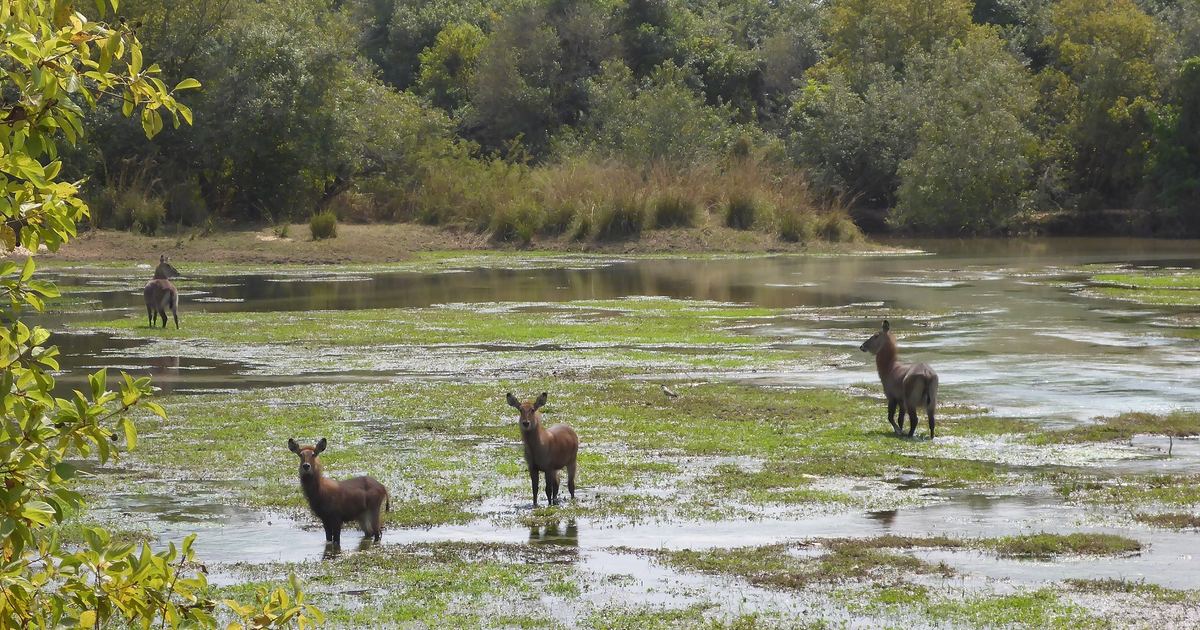 Wildlife at Yankari Game Reserve in Bauchi State
