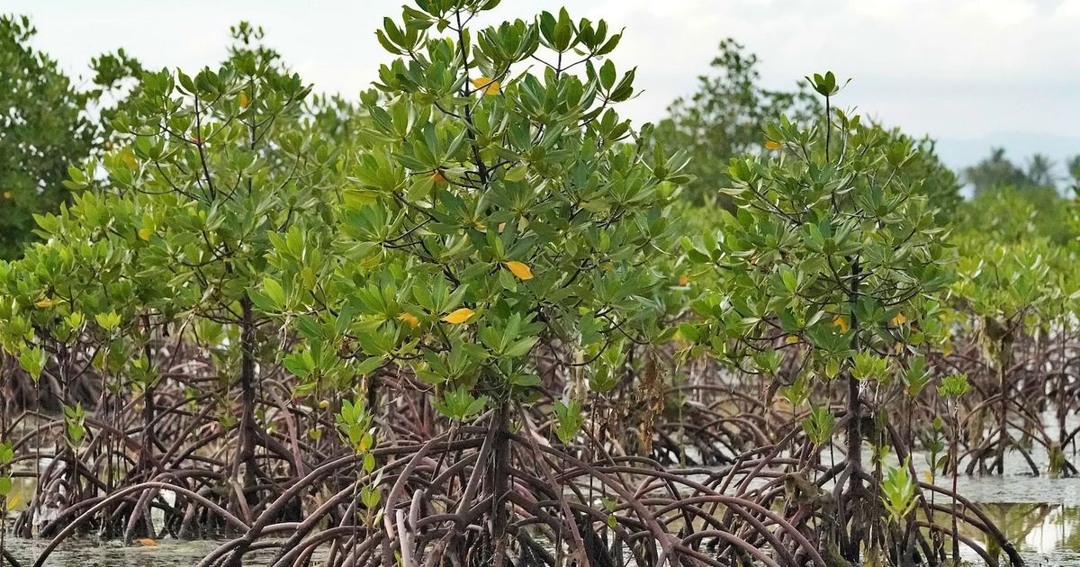 Mangrove creeks in the Niger Delta, South South zone